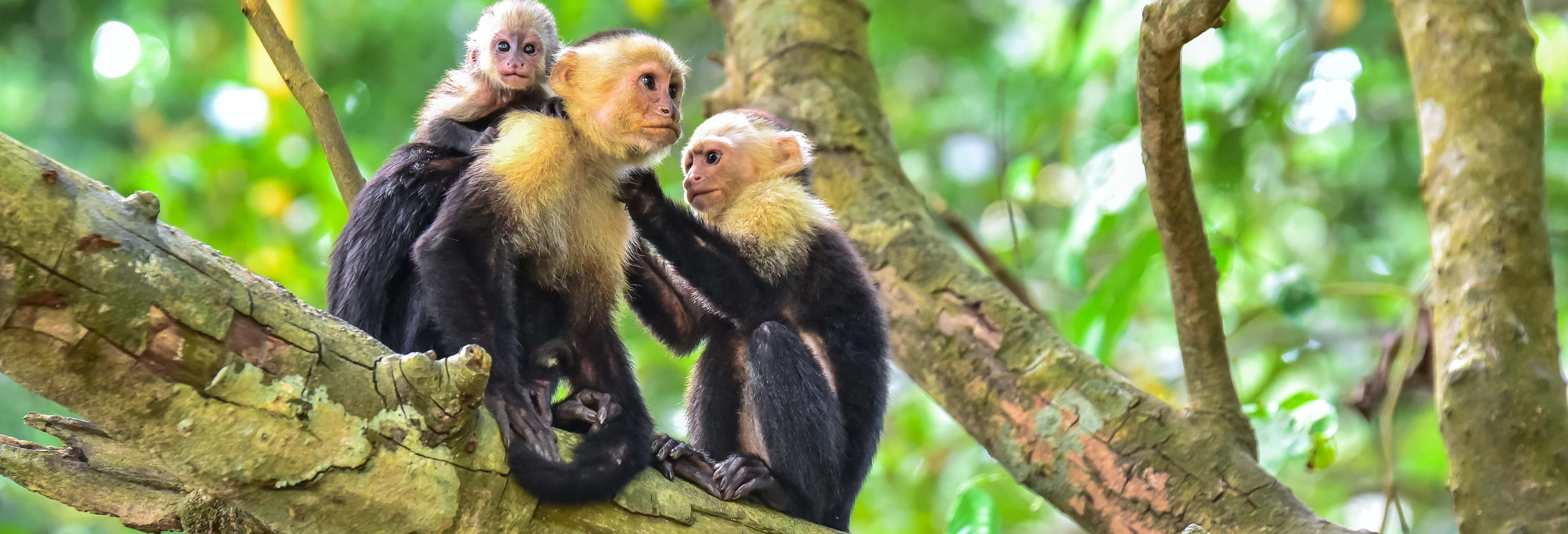 Escursione al Parco Nazionale Manuel Antonio