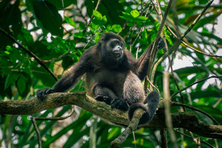 Manuel Antonio National Park Tour