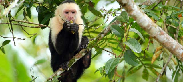 Escursione a Caño Negro