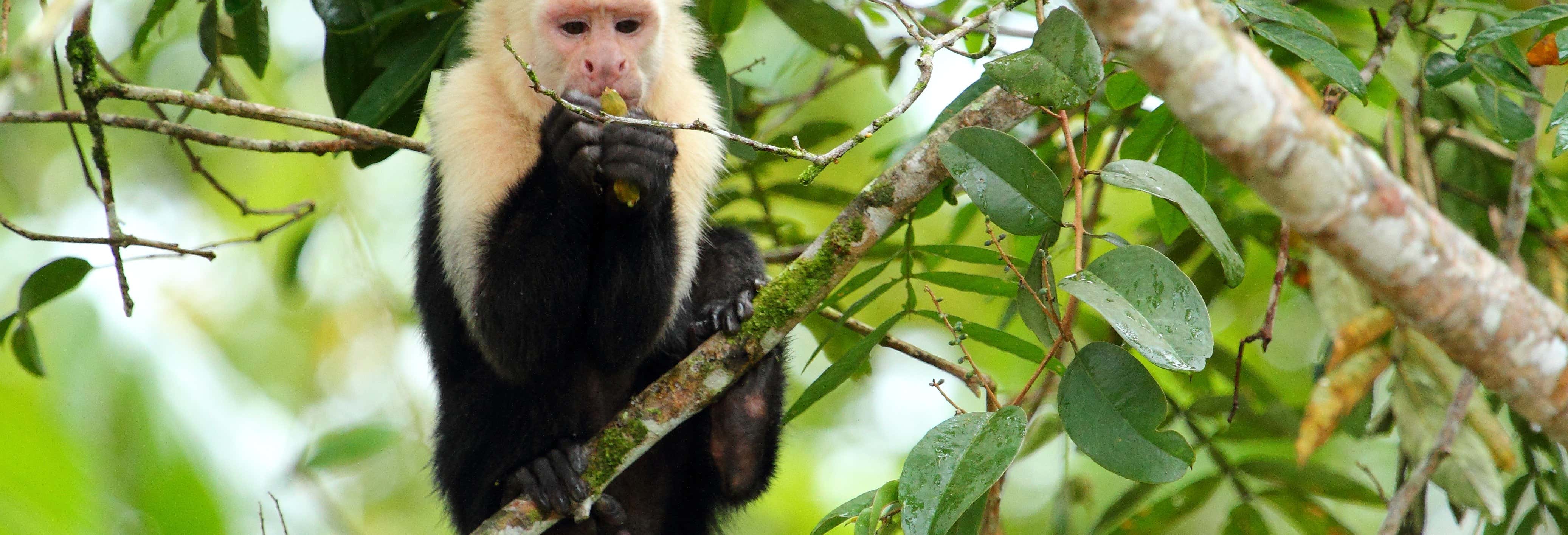 Escursione a Caño Negro