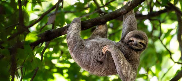 Visita al Parco di Osservazione di Bradipi