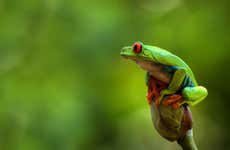 Senderismo nocturno con avistamiento de ranas