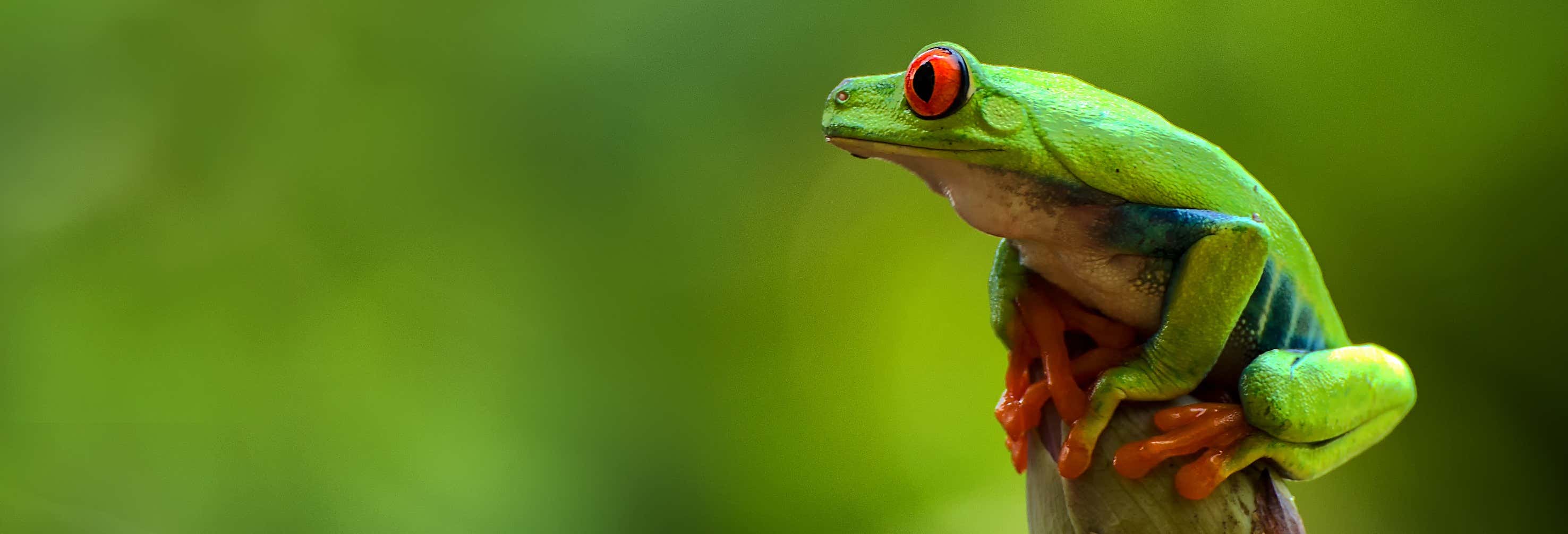 Trekking serale con avvistamento di rane