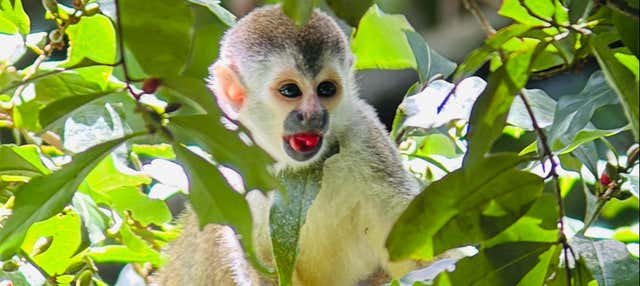 Tour del Parco Nazionale Manuel Antonio con guida naturalista