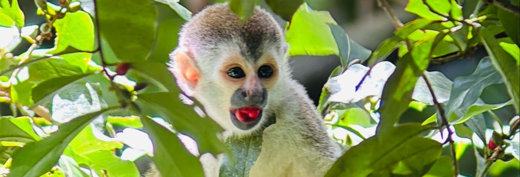 Tour del Parco Nazionale Manuel Antonio con guida naturalista