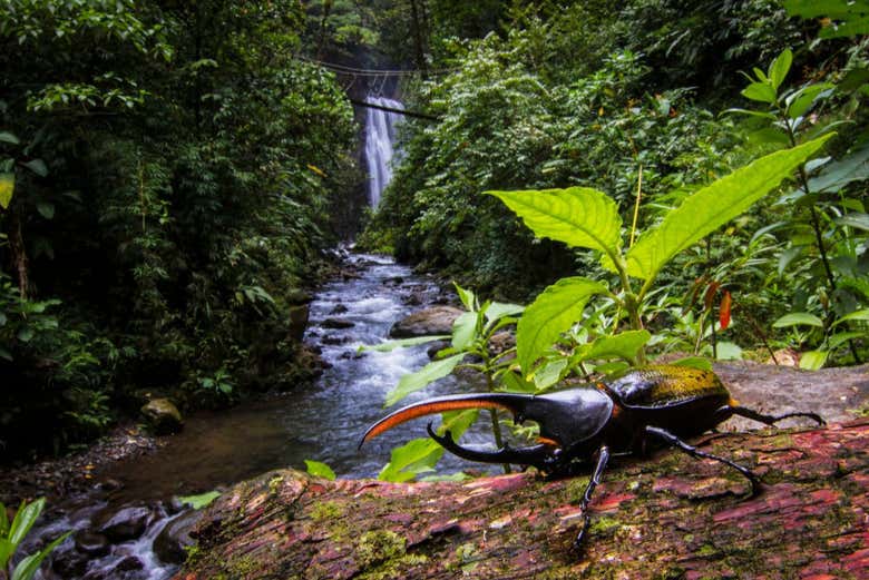 El Tigre Waterfalls Hike