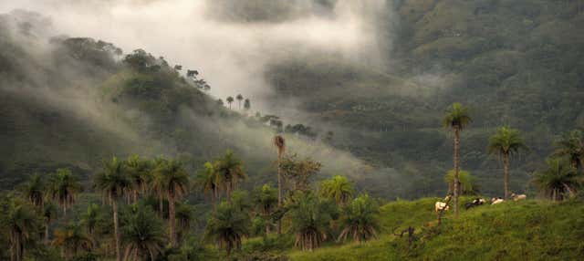 Trekking nella Foresta Nebulosa di Monteverde