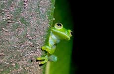 Night Hike in Oktari Monteverde