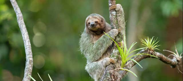 Zipline a Selvatura Park + Avvistamento di bradipi