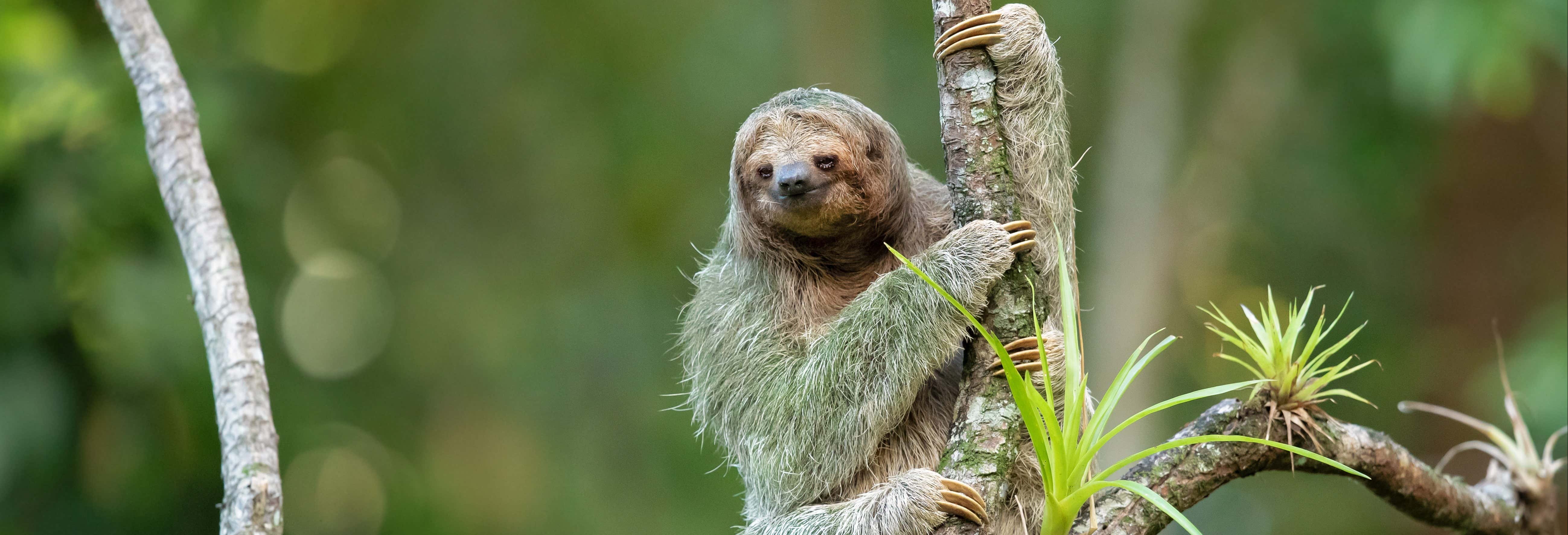 Zipline a Selvatura Park + Avvistamento di bradipi