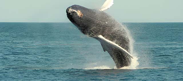 Avvistamento di cetacei a Pochote