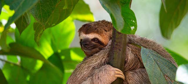 Avvistamento di uccelli e bradipi a San José