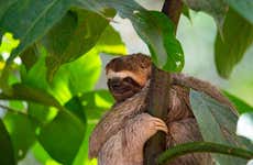 San José Sloth & Birdwatching