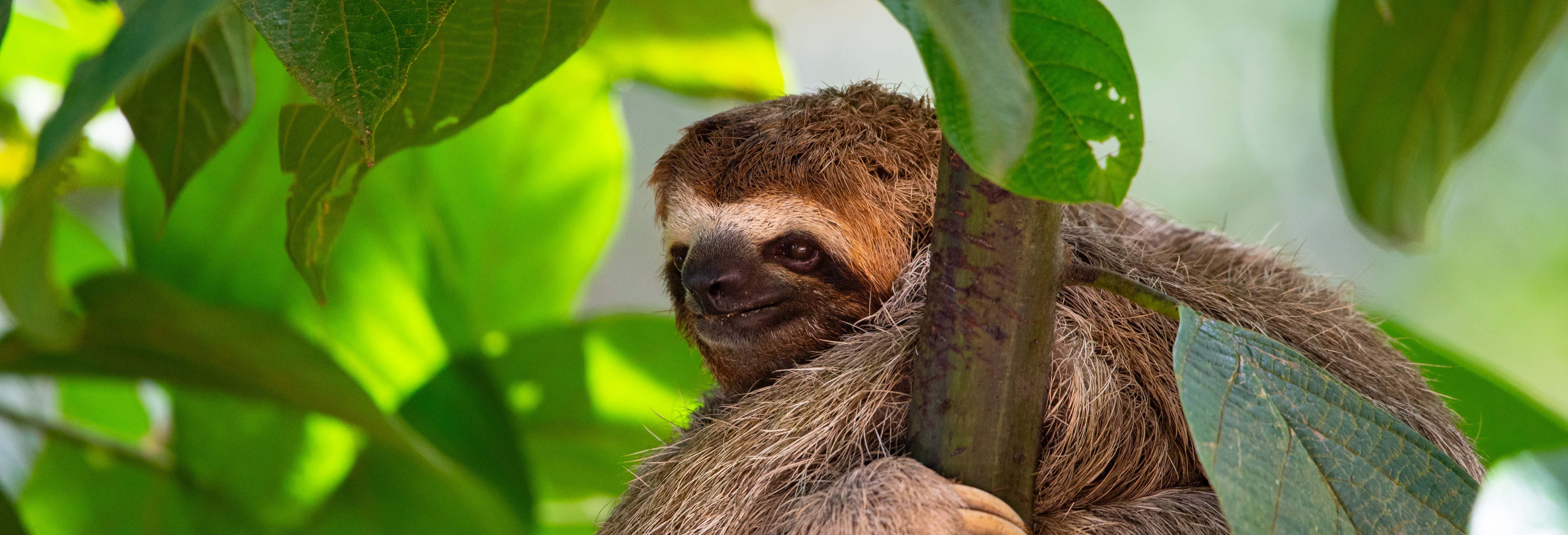 San José Sloth & Birdwatching