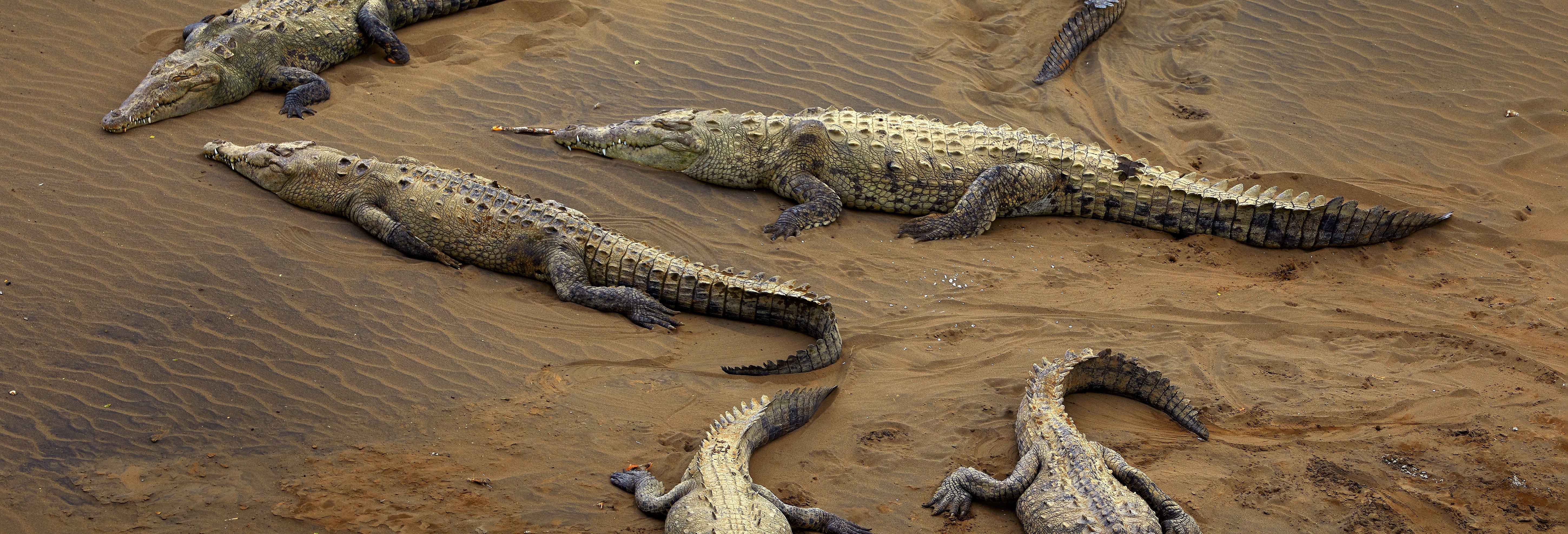 Avistamento de crocodilos no rio Tárcoles