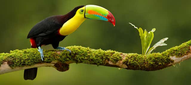 Viaggio di 13 giorni in Costa Rica