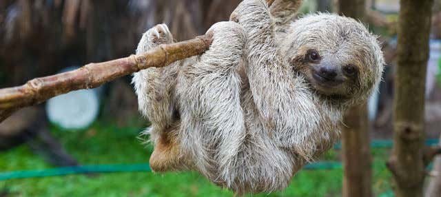 Escursione al Toucan Rescue Ranch