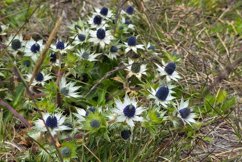 Spot volcanic flora - Spot volcanic flora