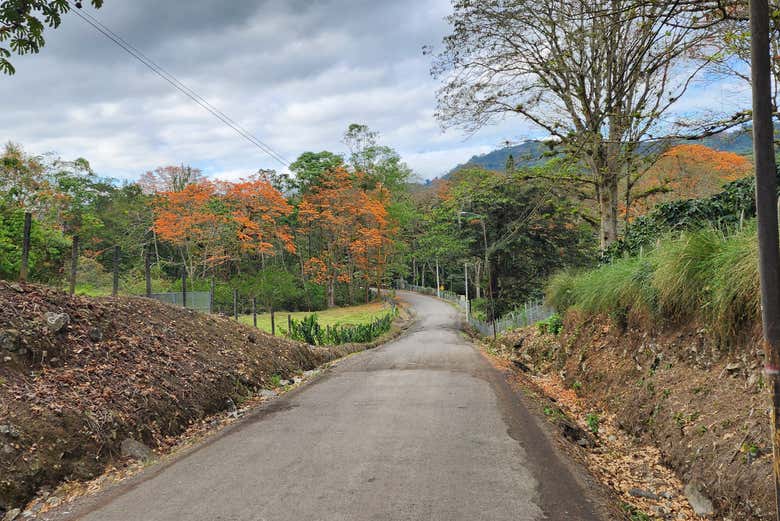 Admire the trees in bloom - Admire the trees in bloom