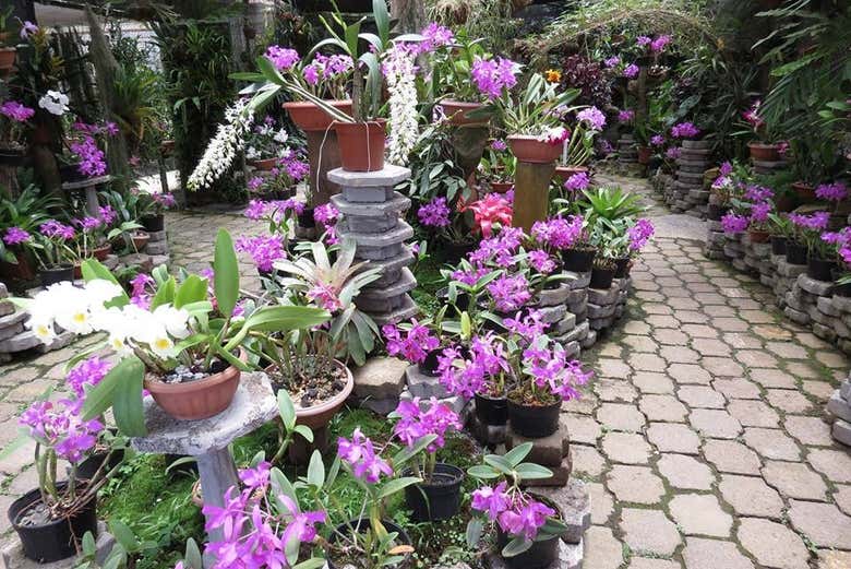 See some of the beautiful orchids at the gardens - See some of the beautiful orchids at the gardens