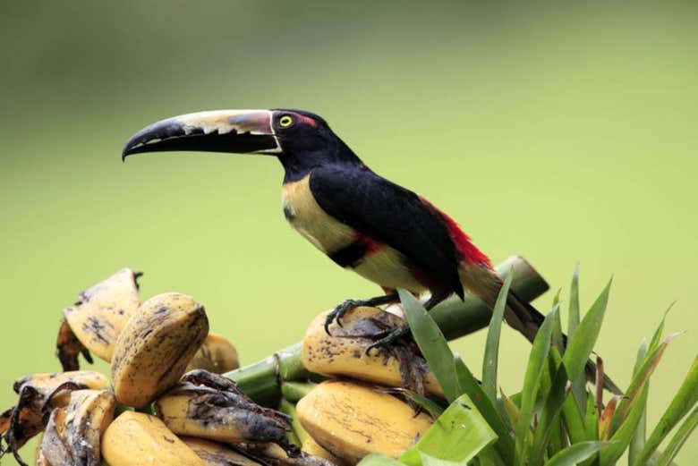 Tropical bird in Costa Rica - Tropical bird in Costa Rica