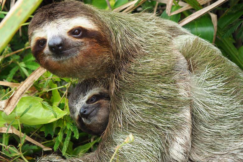Sloth in the jungle - Sloth in the jungle