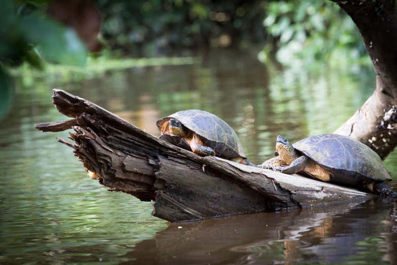 Turtles in Tortuguero National Park - Turtles in Tortuguero National Park