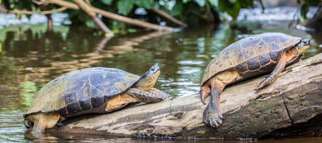 Tour del Parco Nazionale di Tortuguero