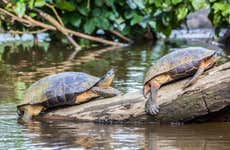 Tortuguero National Park Trip