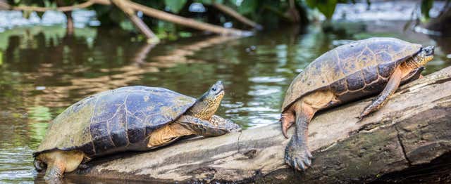 Excursión al Parque Nacional Tortuguero