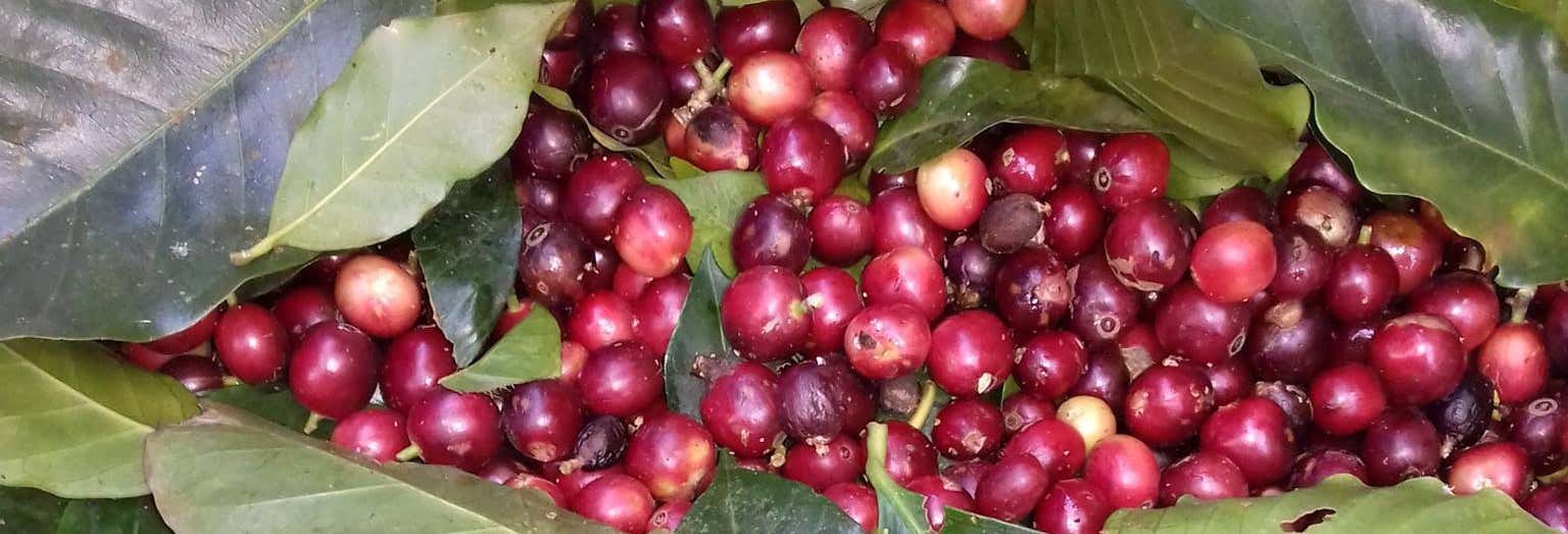 San Marcos de Tarrazú