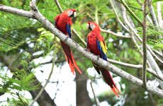 Corcovado National Park Day Trip