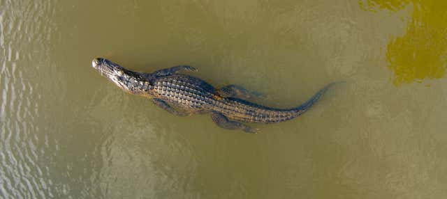 Safari di coccodrilli nella selva tropicale