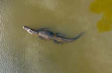 Tárcoles River Crocodile Safari