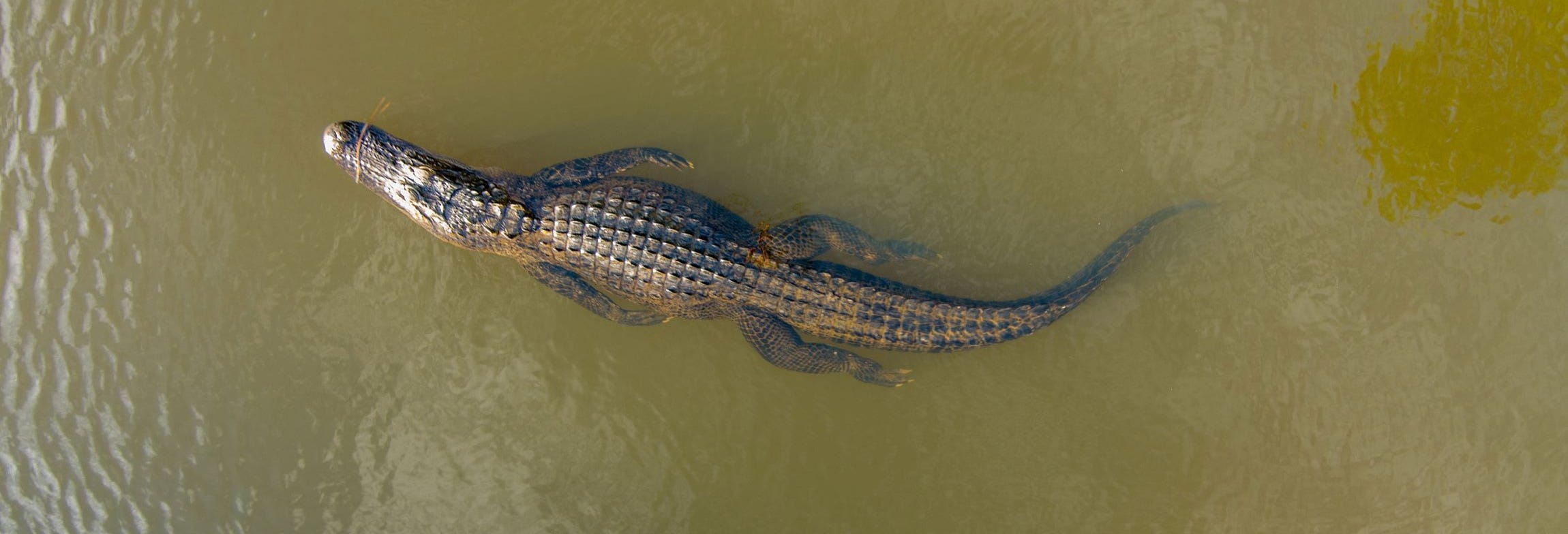 Tárcoles River Crocodile Safari