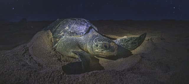 Avvistamento serale di tartarughe marine