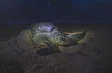 Nighttime Turtle Watching