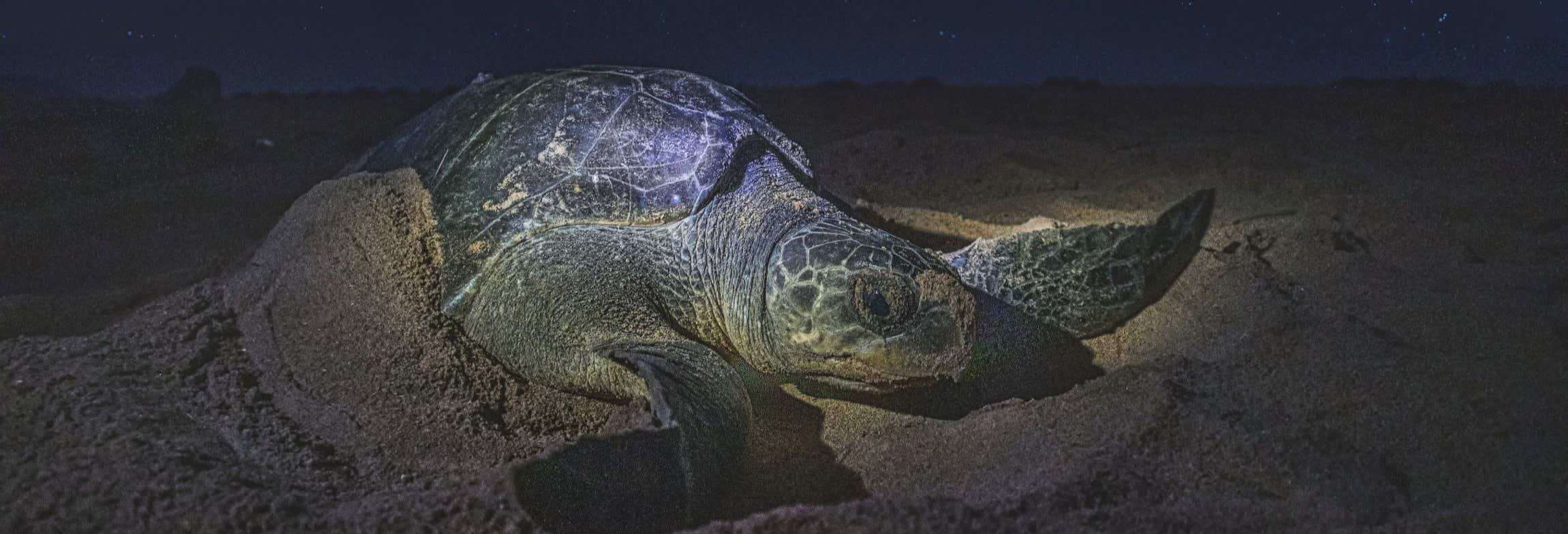 Avvistamento serale di tartarughe marine