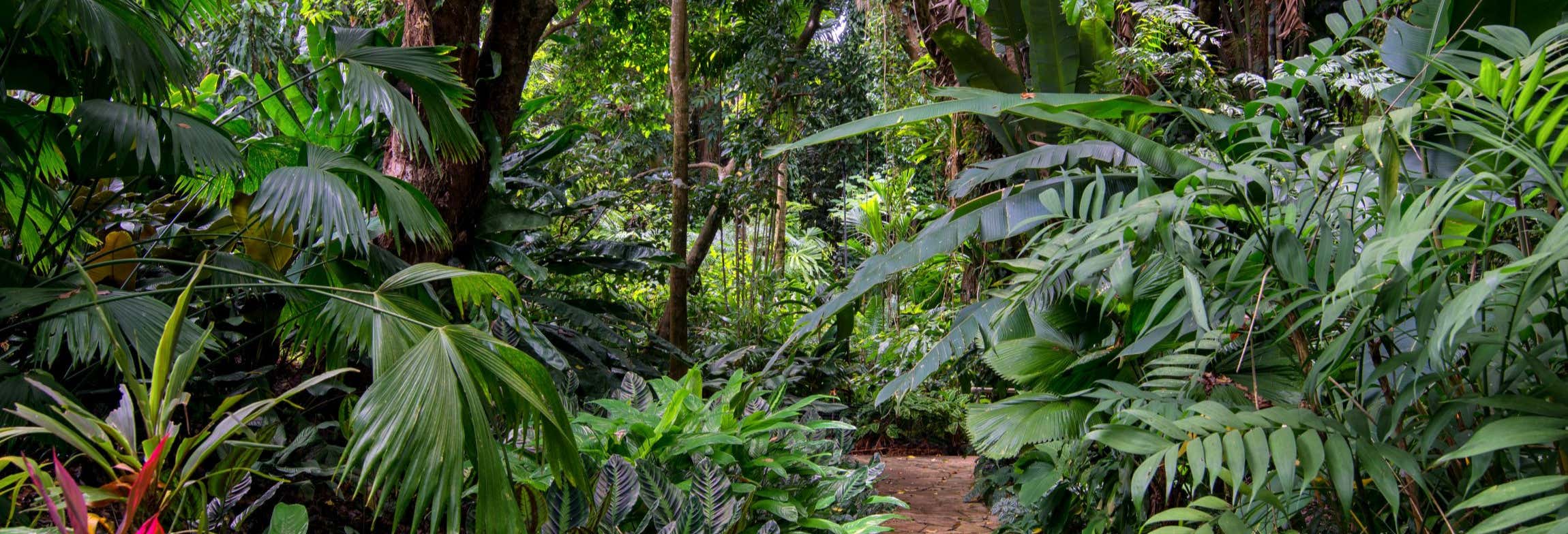 Trekking nel Parco Nazionale Tortuguero