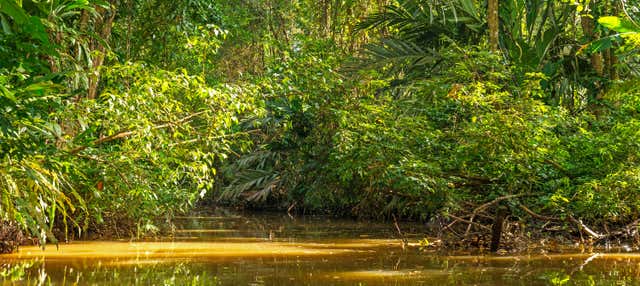 Tour del Parco Nazionale Tortuguero in barca