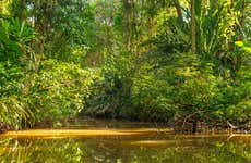 Tortuguero National Park Speedboat Tour