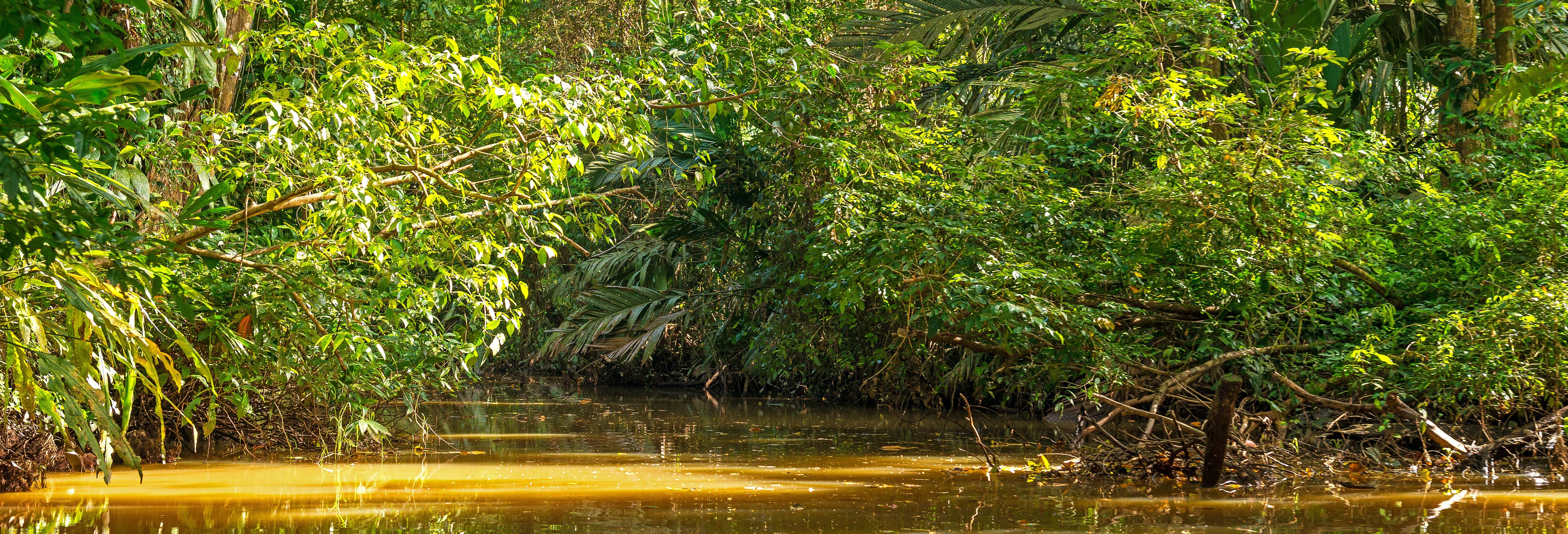 Tour del Parco Nazionale Tortuguero in barca