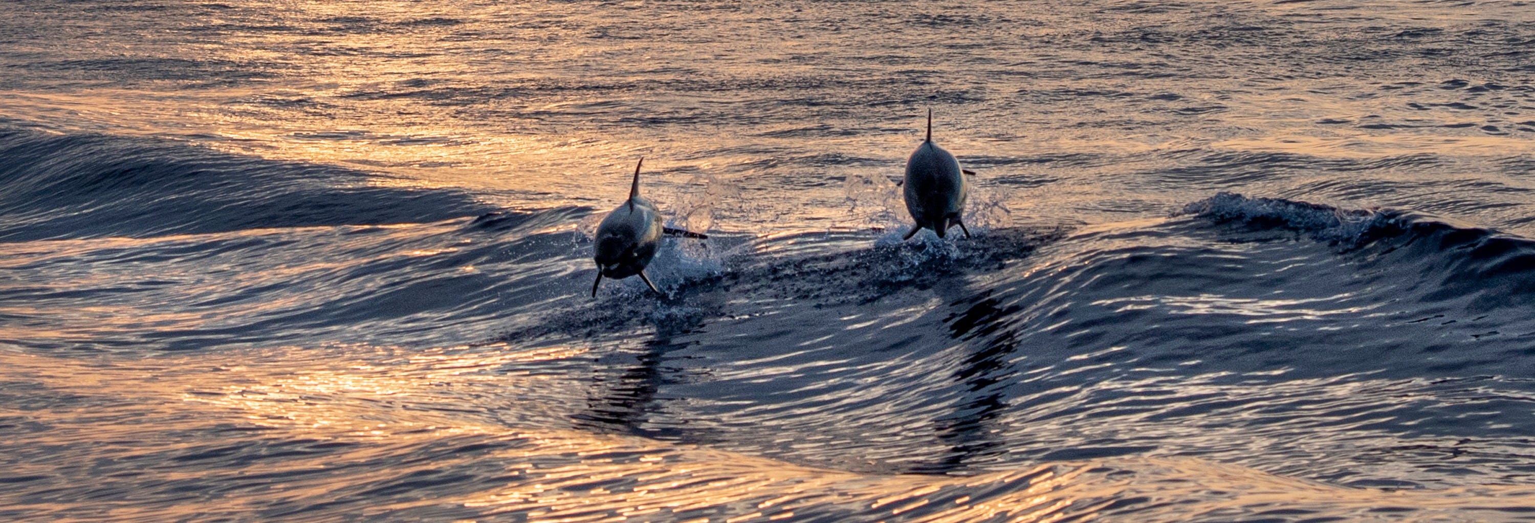 Medulin Sunset Dolphin Watching