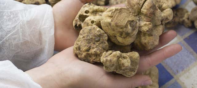 Tour gastronomico dell'Istria