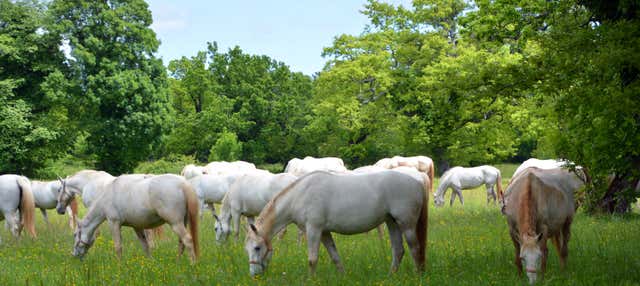 Escursione a Lipizza e alle Grotte di San Canziano