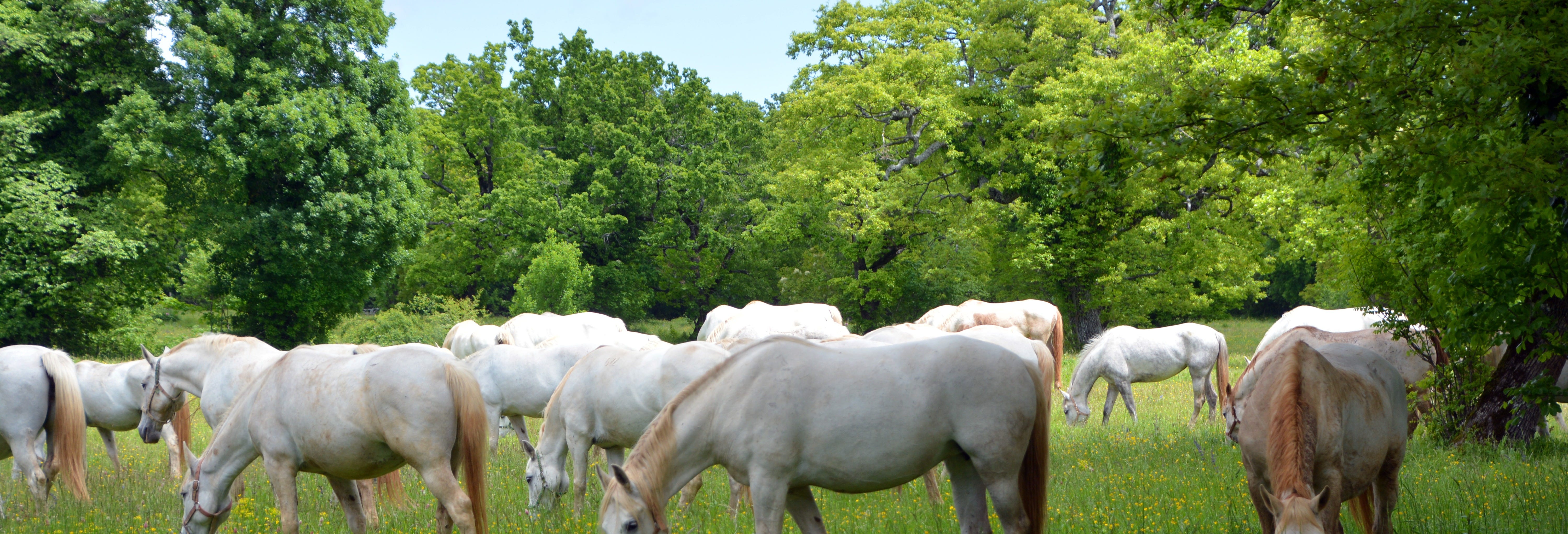 Lipica Horse Farm & Škocjan Caves Day Trip