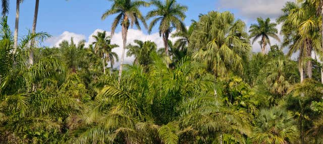 Escursione al Giardino Botanico di Cienfuegos