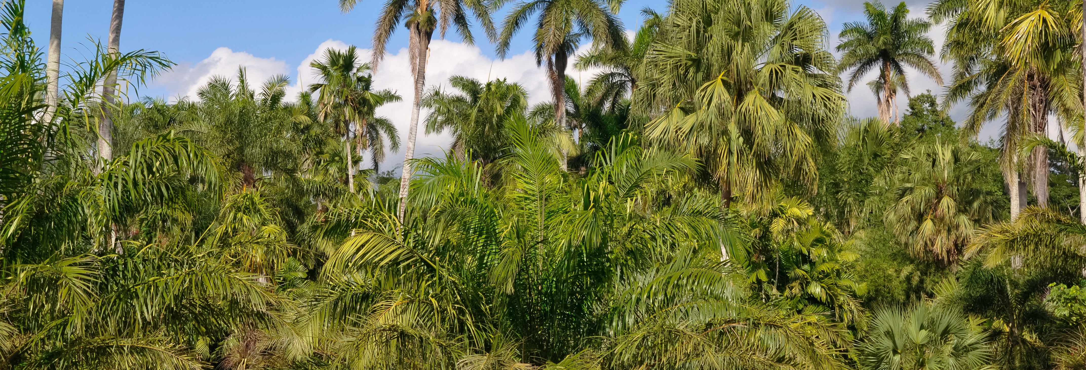 Day Trip to Cienfuegos Botanical Garden