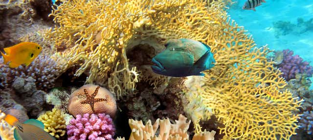 Snorkeling nella barriera corallina di Santa Lucía