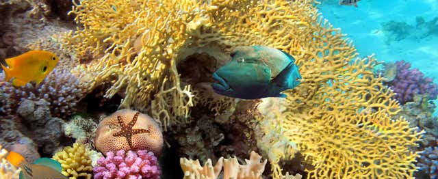 Snorkeling dans le récif de Santa Lucía